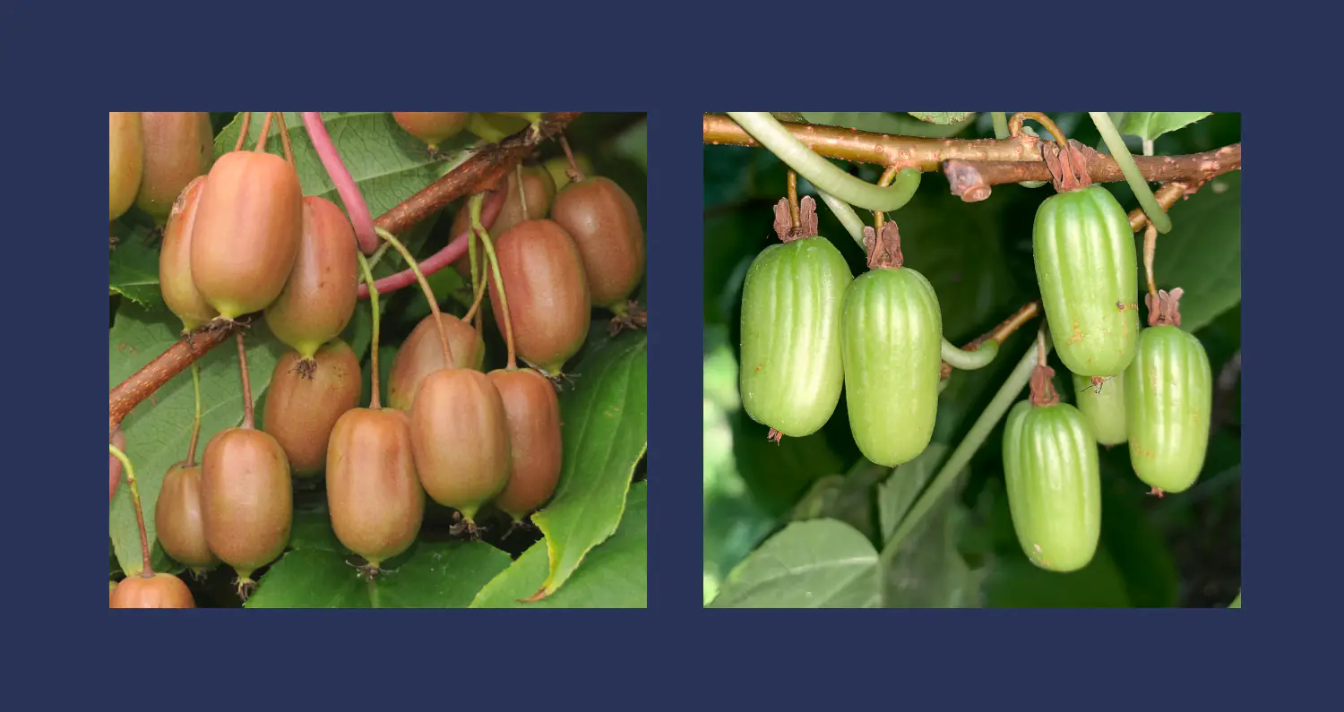 Owoce mini kiwi i aktinidi pstrolistnej