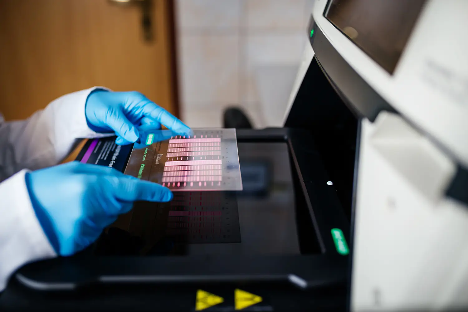 Dłonie badacza w niebieskich rękawiczkach umieszczające żel z różowymi prążkami DNA na skanerze urządzenia do obrazowania molekularnego.