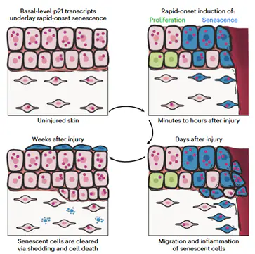 Visual presentation of the research