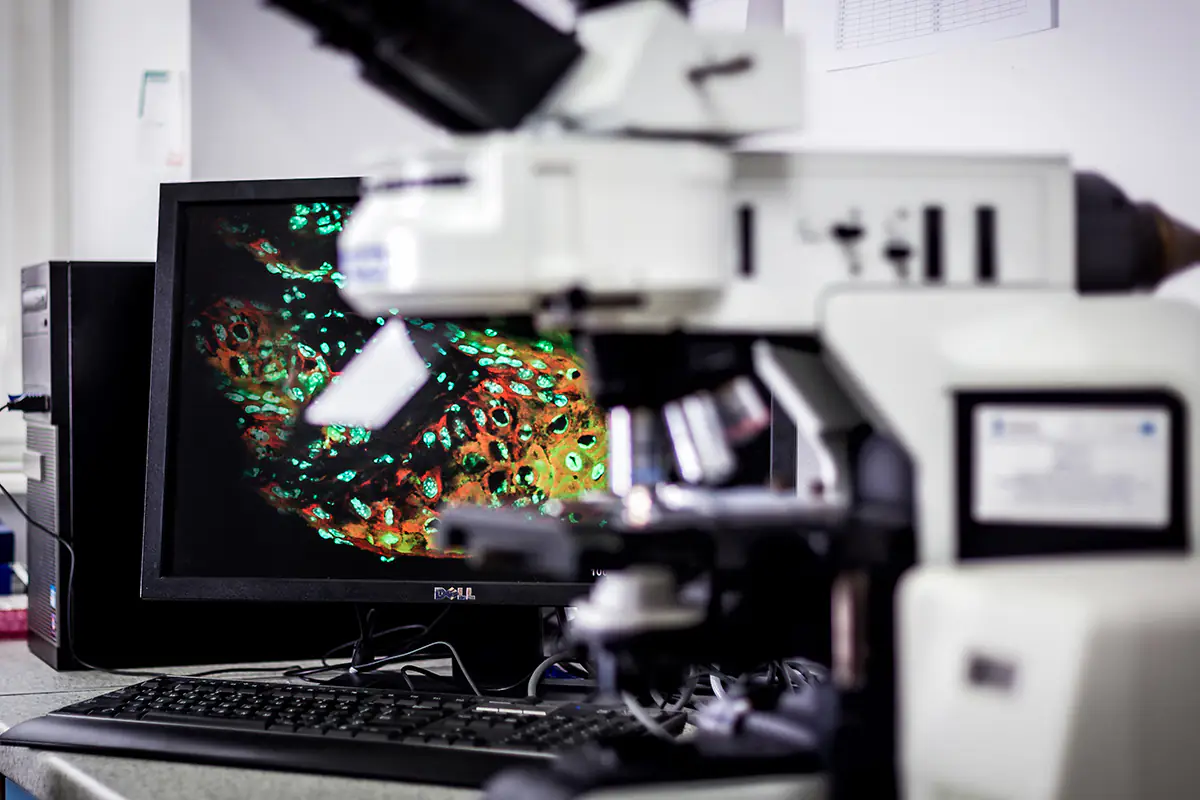 Zaawansowany mikroskop z monitorem wyświetlającym świecący obraz fluorescencyjny tkaniek komórkowych.