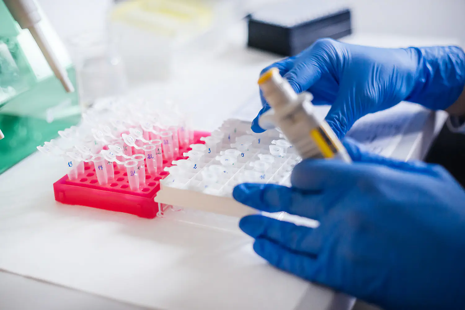 Zbliżenie na dłonie badacza w niebieskich rękawiczkach dozującego płyn pipetą automatyczną do małych probówek laboratoryjnych.