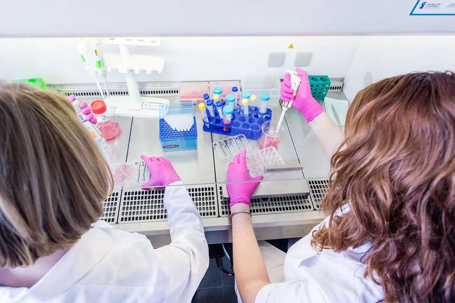 Dwie badaczki w różowych rękawiczkach pracujące z próbkami biologicznymi w sterylnej komorze laminarnej.